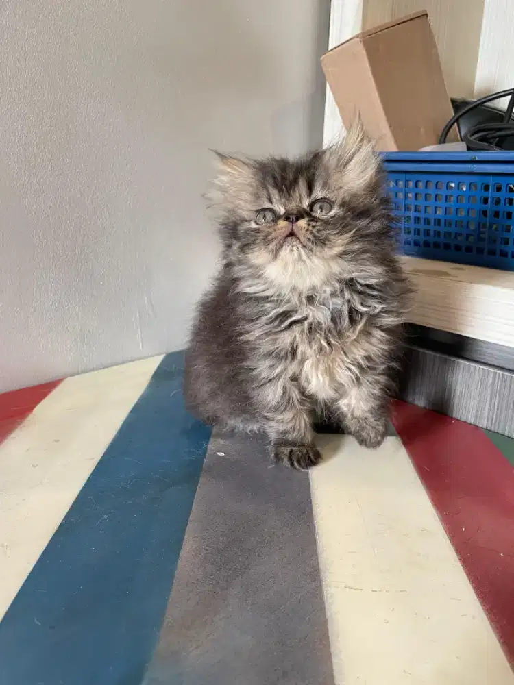 Lepas adopt kitten peaknose betina Torty 2 bulan