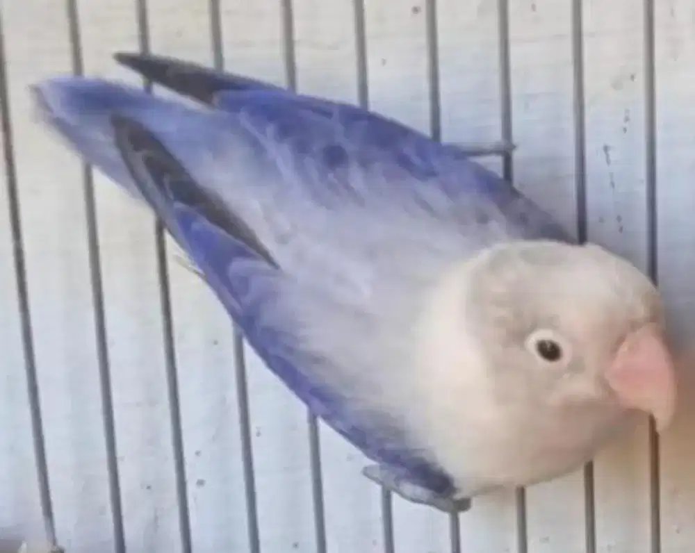 Love birds biola blue