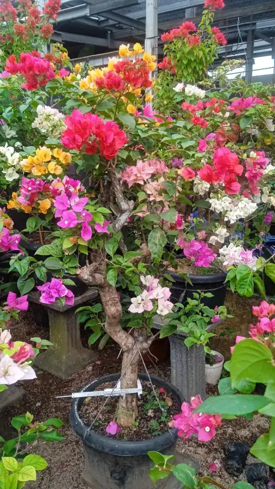 Pasang taman dan menjual jenis tanaman