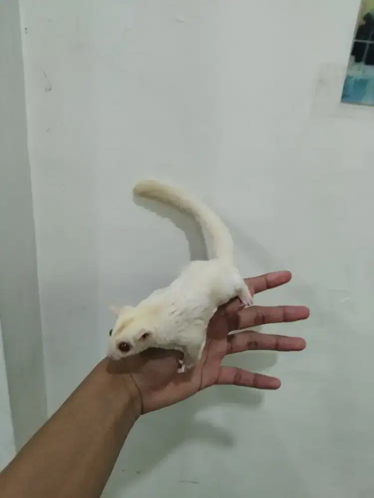 Sugar Glider Creamino jantan fullset