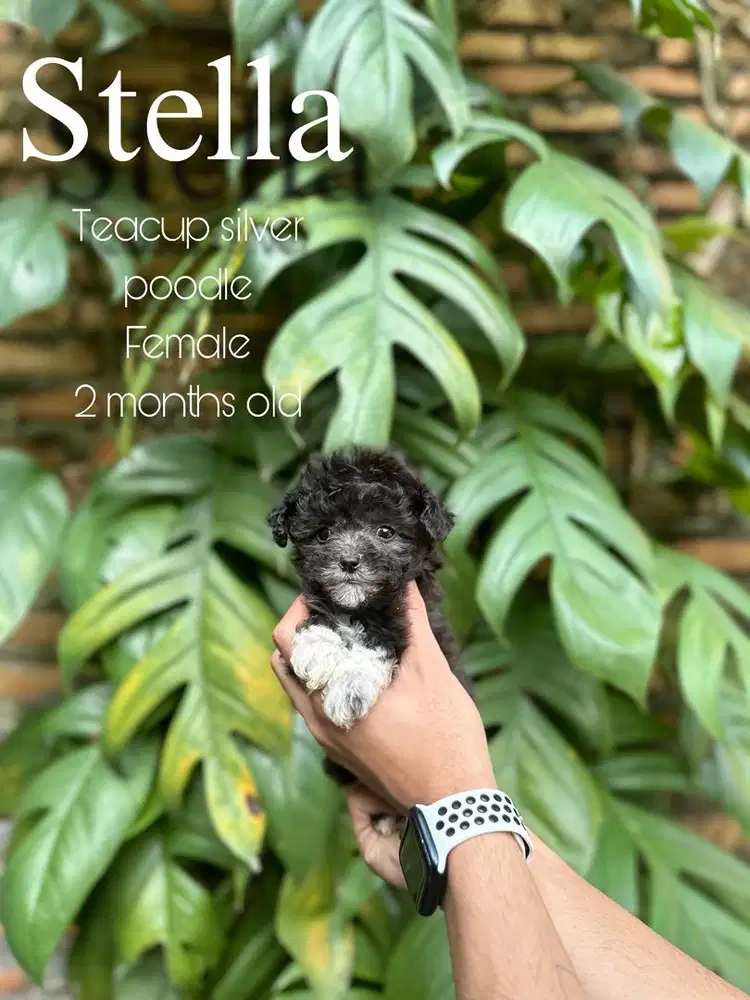 Teacup silver poodle
