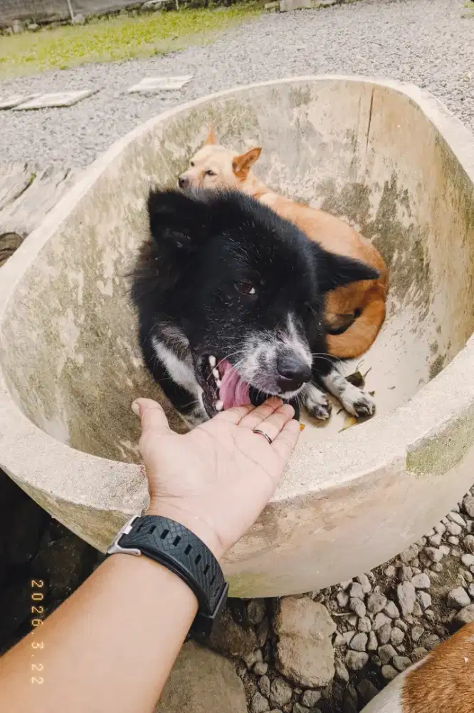 Di cari Staff Kennel Boy untuk bekerja di Penitipan Anjing