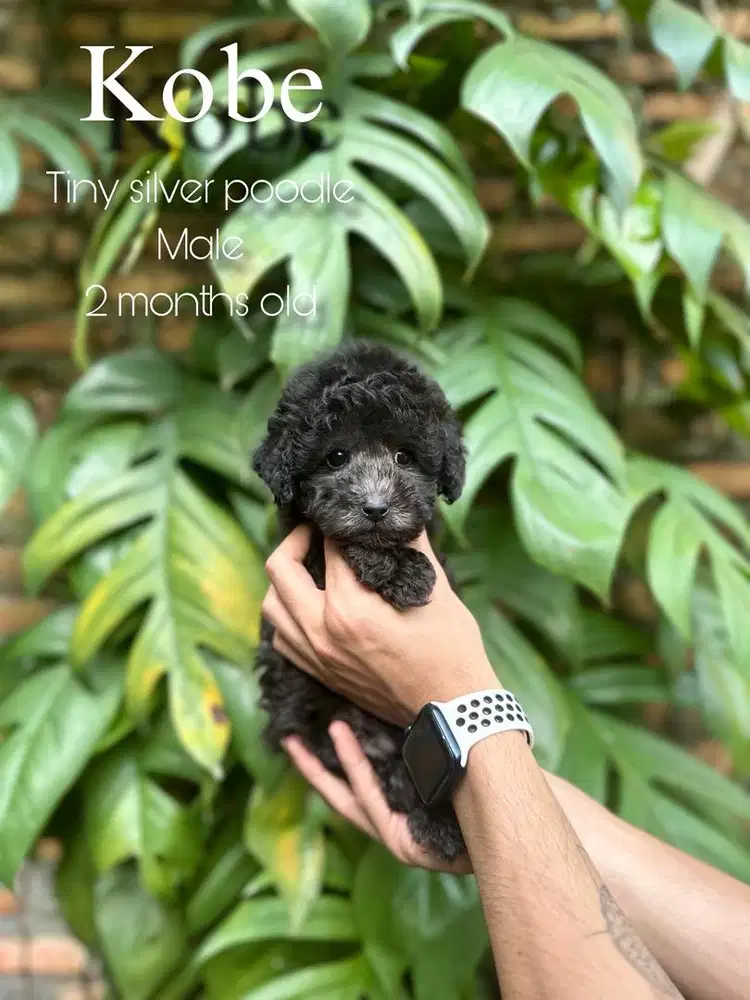Tiny silver poodle