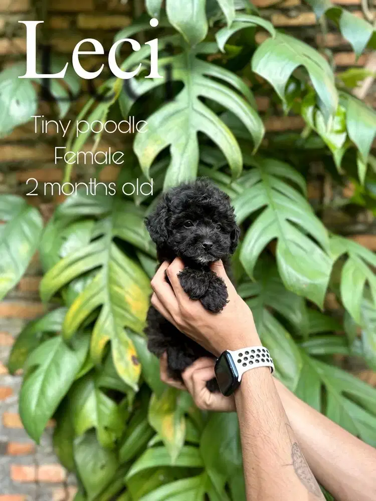 Tiny poodle grey