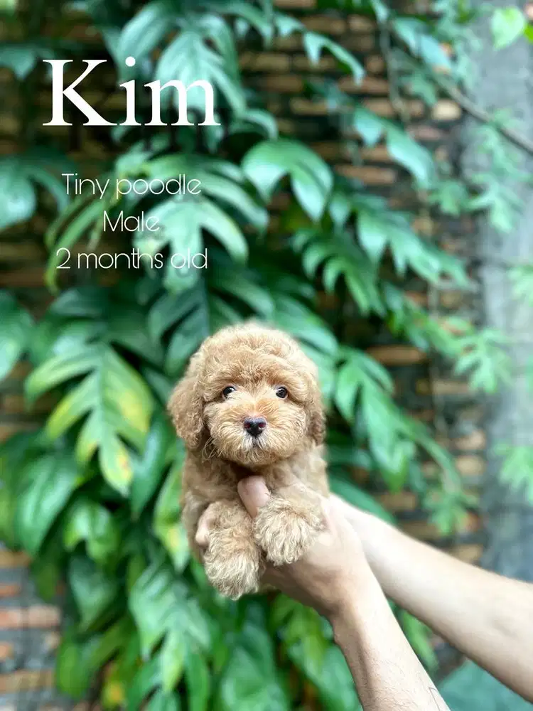 Tiny poodle jantan