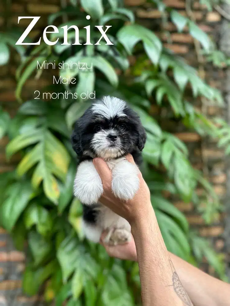 Mini shihtzu jantan