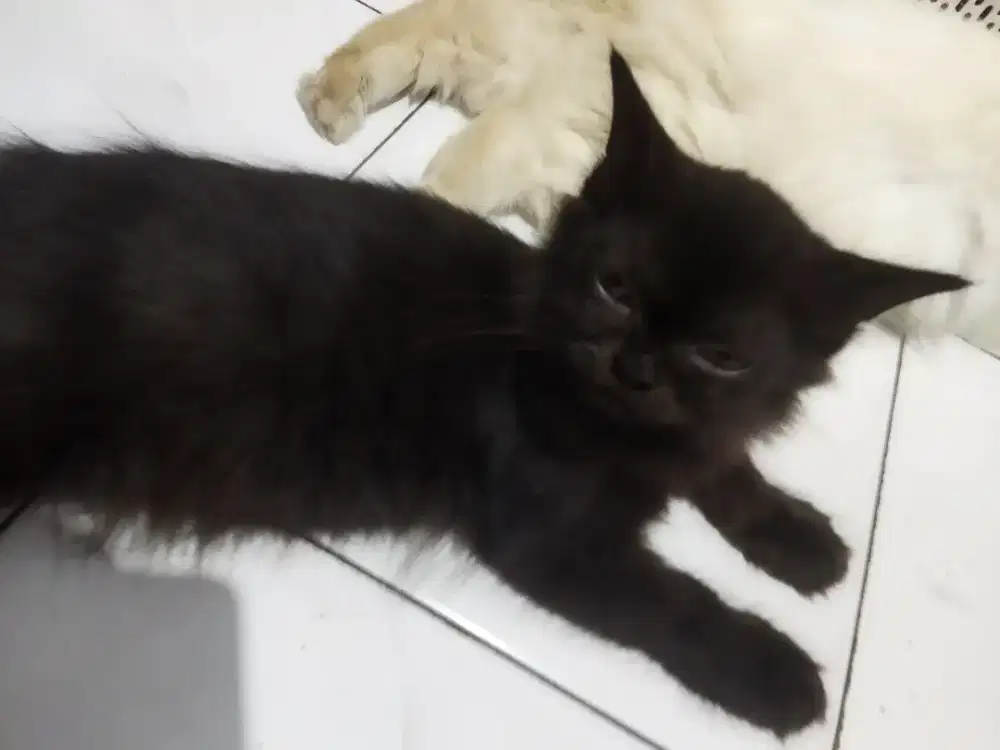 Kucing persia anggora himalayan calico maincoon bsh british short hair