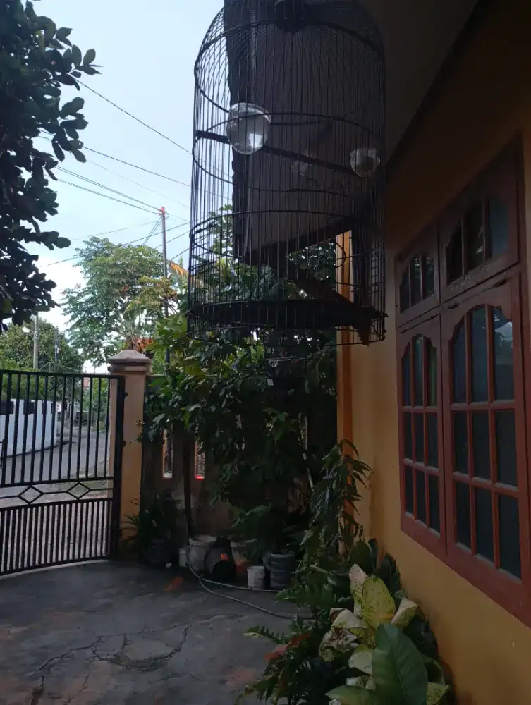 Burung Ciblek rajin