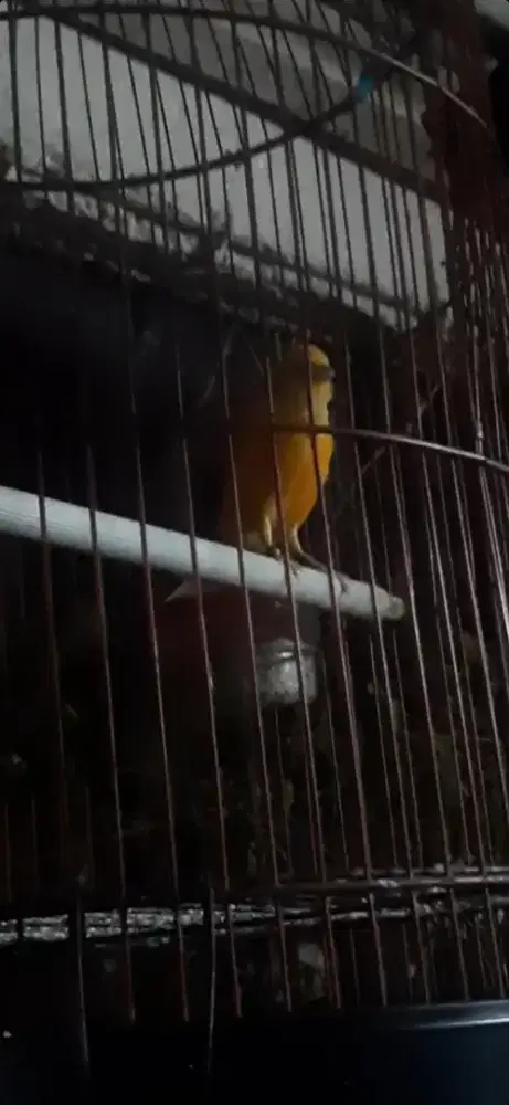 Burung Kenari paud riwikan