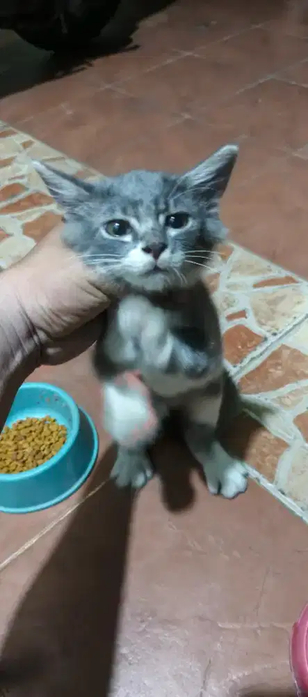 open adopt kucing kitty 3 bulanan jantan