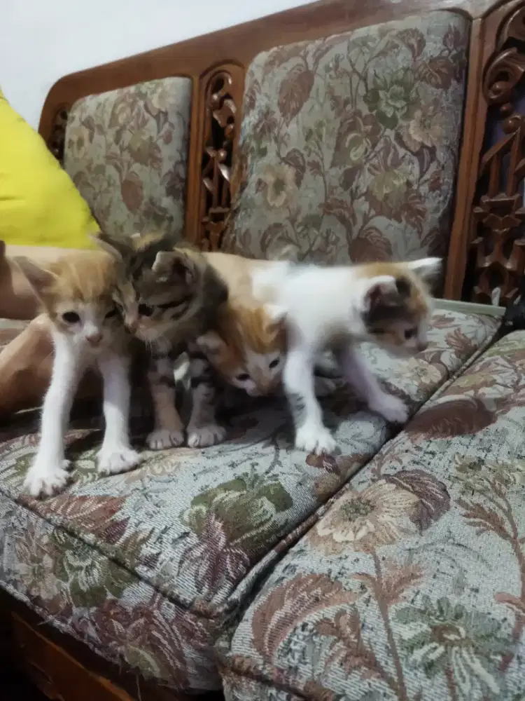 Kucing persia anggora himalayan calico maincoon bsh british short hair