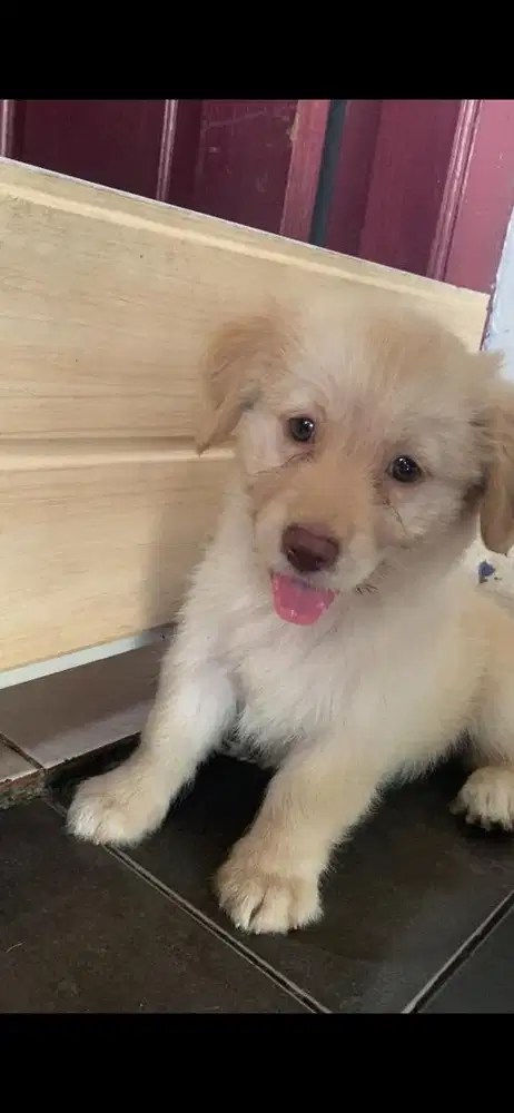 PUPPIES HALF POODLE
