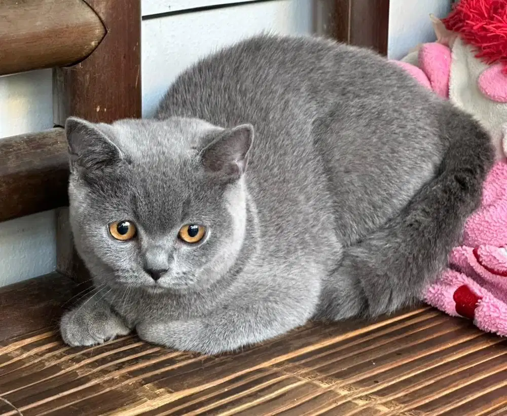 Kucing british shorthair bsh british short hair