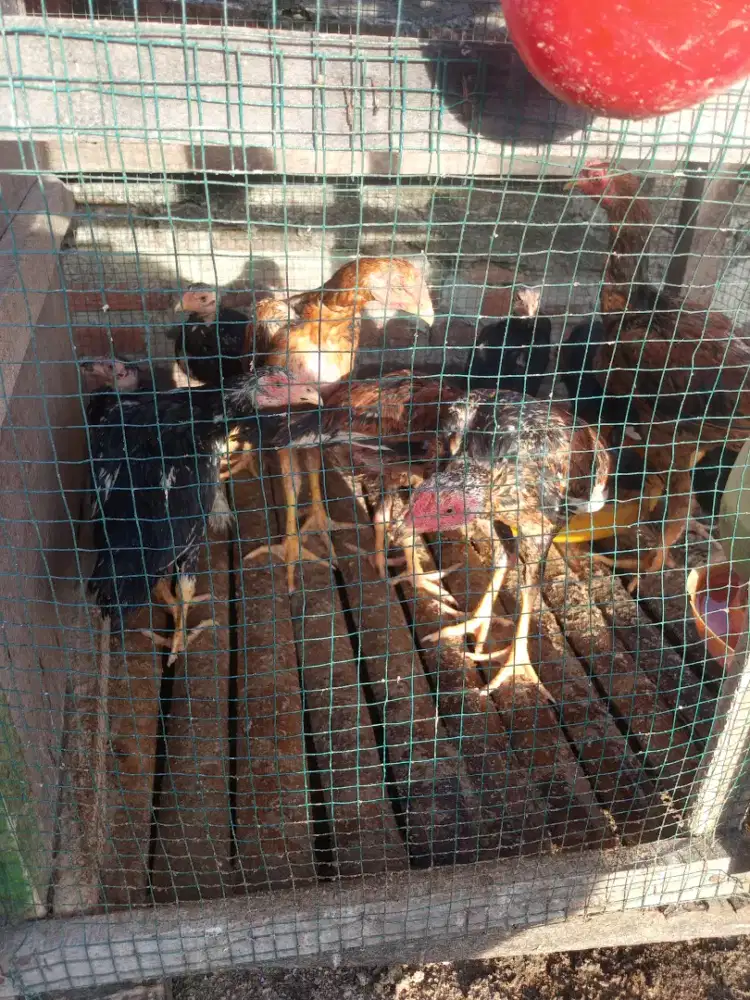 Ayam Siam murah