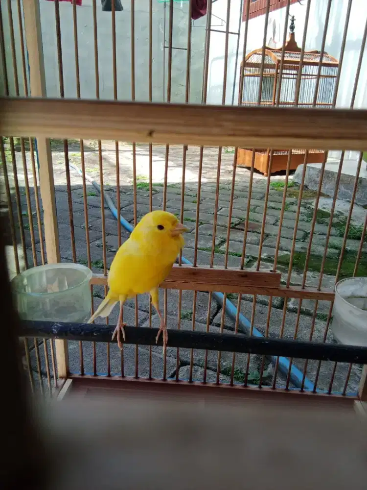 Kenari lokal gacoran jantan kuning stabilo