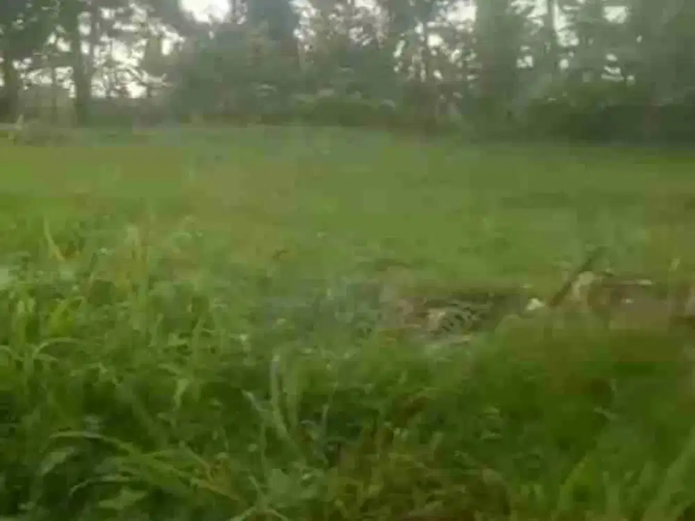 Dijual Lahan Tanah di Jl. Raya Cihideung Cijeruk Bogor
