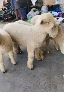 4 ekor bibit domba merino superan 4 bln 1 jantan 3 betina siap ternak