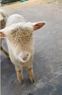 4 ekor bibit domba merino superan 4 bln 1 jantan 3 betina siap ternak