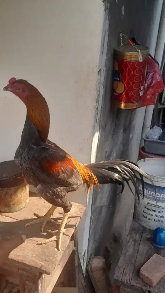 Ayam Bangkok jenis koytrad