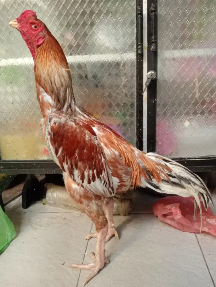 Ayam Bangkok blorok klawu