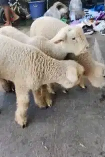 paketan 4 ekor cempe domba merino super 4 bln 1 jantan 3 betina manteb