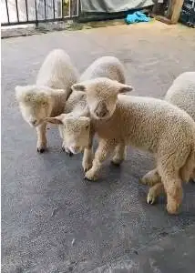 paketan 4 ekor cempe domba merino super 4 bln 1 jantan 3 betina manteb
