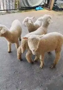 4 ekor anakan cempe domba merino super 4 bln 1 jantan 4 betina superan