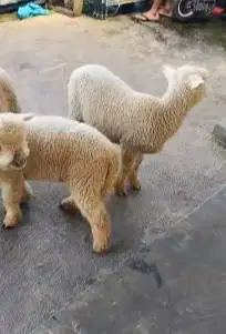 4 ekor anakan cempe domba merino super 4 bln 1 jantan 4 betina superan