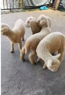 paketan 4 ekor cempe domba merino 4 bln superan 1 jantan 3 betina puas