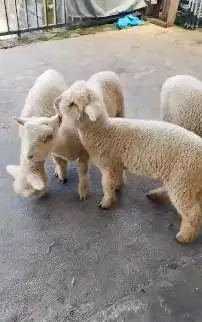 paketan 4 ekor cempe domba merino 4 bln superan 1 jantan 3 betina puas