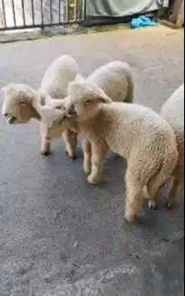 paketan 4 ekor cempe domba merino super 4 bln 1 jantan 3 betina manteb