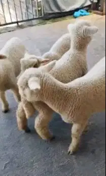 paketan 4 ekor cempe domba merino super 4 bln 1 jantan 3 betina manteb