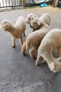 paketan 4 ekor cempe domba merino super 4 bln 1 jantan 3 betina manteb