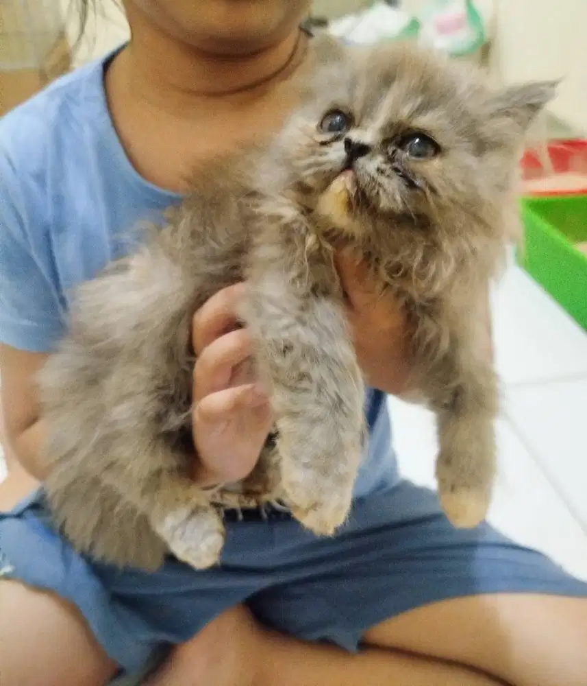 Kucing abu2 BLH betina