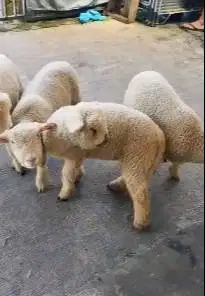 4 ekor cempe anakan domba merino super 1 jantan 3 betina 4 bulanan top