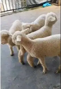 4 ekor cempe anakan domba merino super 1 jantan 3 betina 4 bulanan top