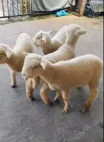 4 ekor cempe anakan domba merino super 1 jantan 3 betina 4 bulanan top