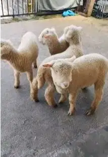 4 ekor cempe anakan domba merino 4 bln 1 jantan 3 betina superan puas