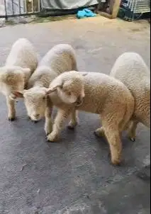 4 ekor cempe anakan domba merino 4 bln 1 jantan 3 betina superan puas