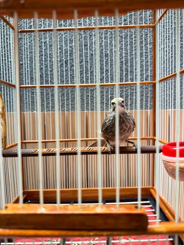 Cocak Rowo Ropel usia 7 bulan
