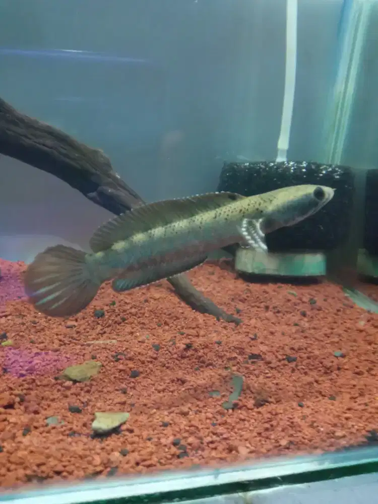 Chana blue pulcra