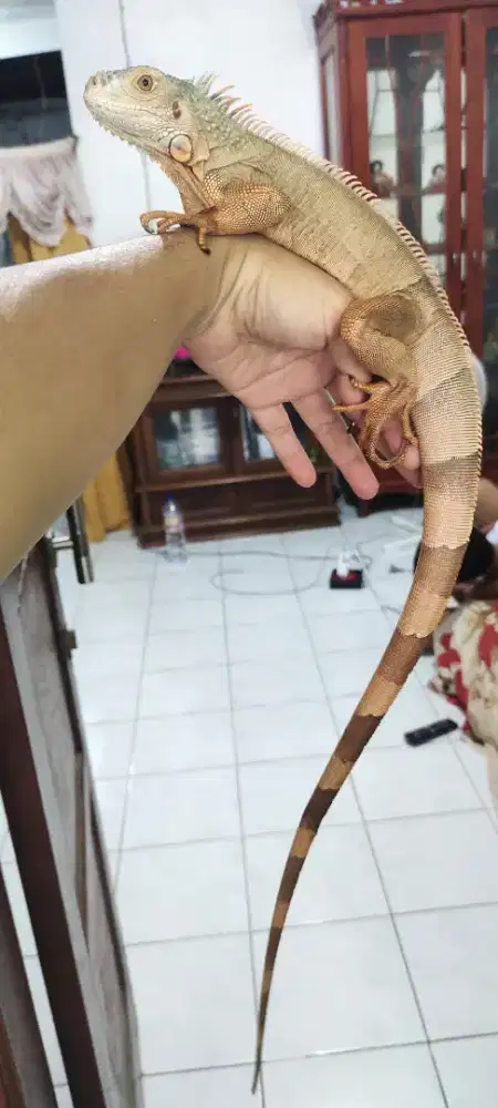 Iguana red juve 80cm