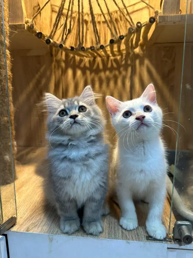 Kucing BSH white solid blue tabby mix persia jantan