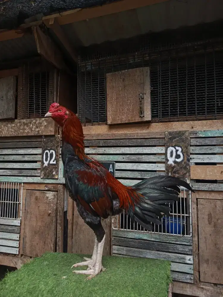 Ayam Magon muda