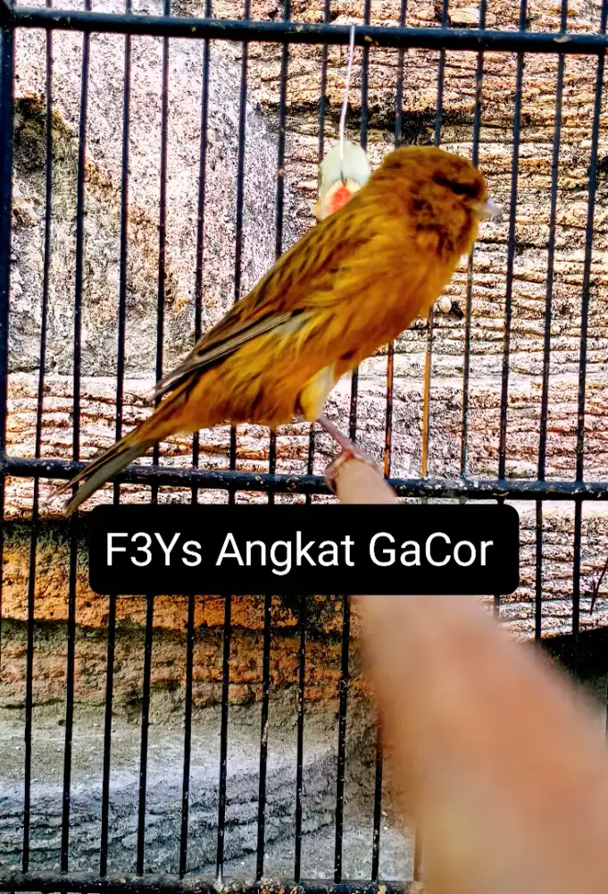 Kenari F3Ys Angkat Gacor