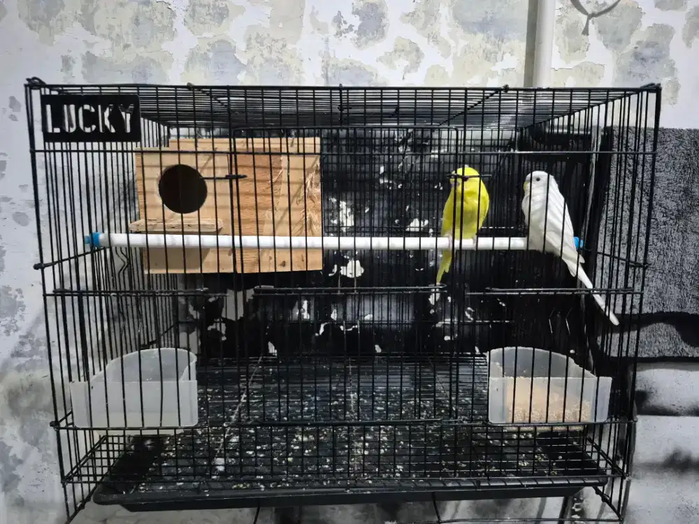 Sepasang Burung Parkit Fullset Kandang