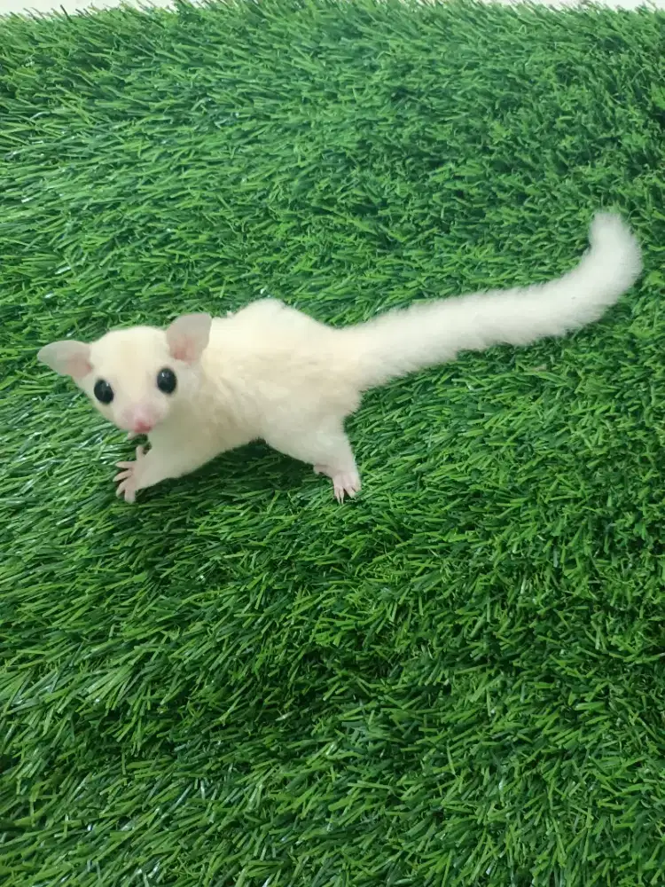 Sugar Glider Leucistic Jantan 1,5bln