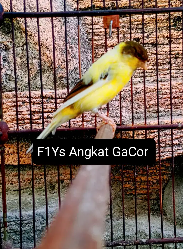 Kenari F1Ys Angkat Gacor/Roldot