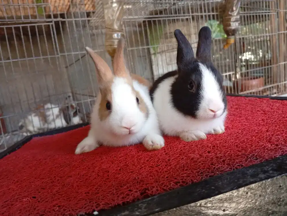 Kelinci hias dutch