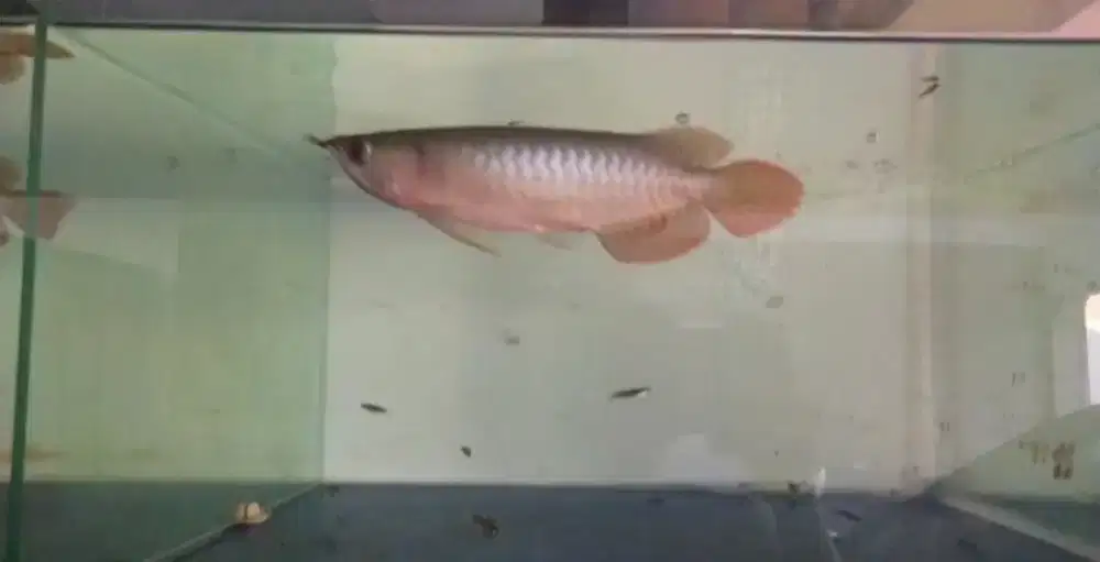 Arwana super red bogor
